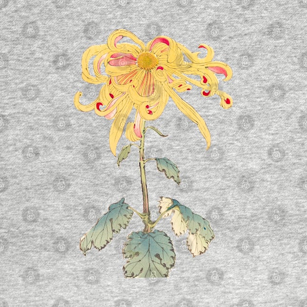 Gold Chrysanthemum 2 - Hasegawa - Traditional Japanese style - Botanical Illustration by chimakingthings